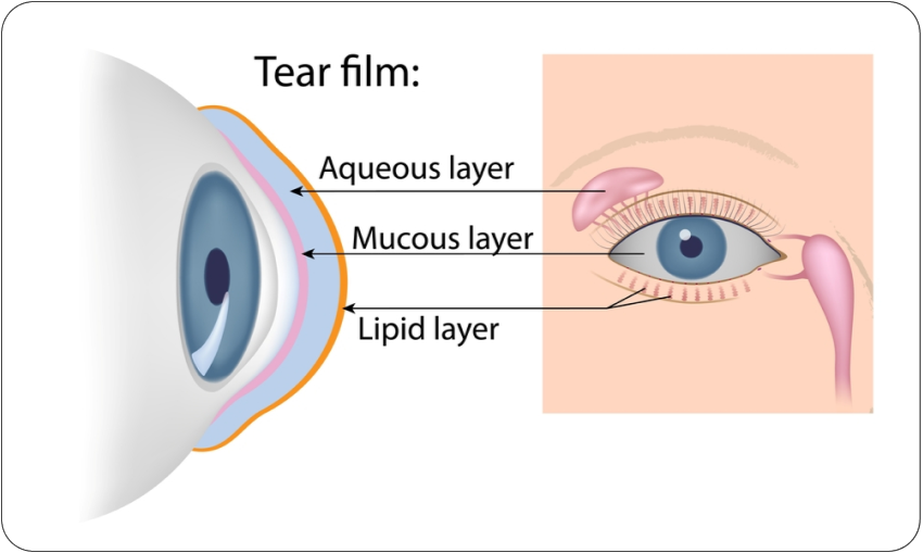 Tear Film - Nexus Eye Care